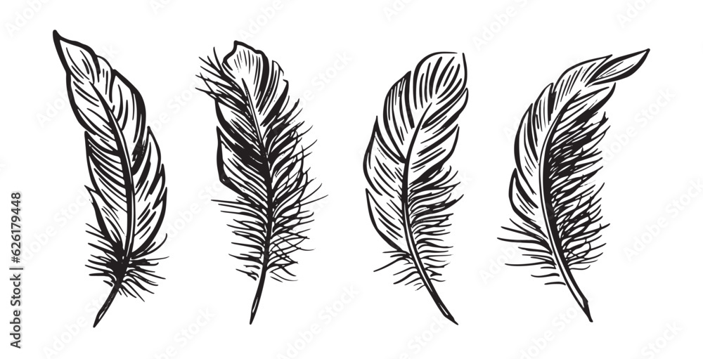 Feather Set hand drawn illustrations.
Feather Set hand drawn illustrations.