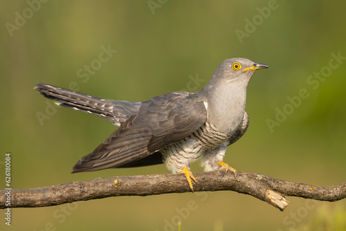 Common cuckoo - Cuculus canorus - perched with dark green background. This migrant bird is european brood parasite. Photo from Kisújszállás in Hungary.