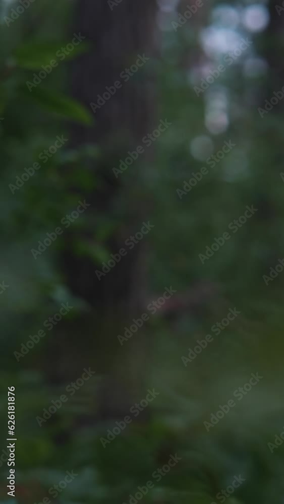 back view of A military personnel with special equipment performs tasks in a forested terrain. back view of A military personnel with special equipment performs tasks in a forested terrain.