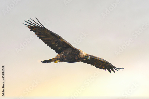 golden eagle in flight in Mull, Scotland 