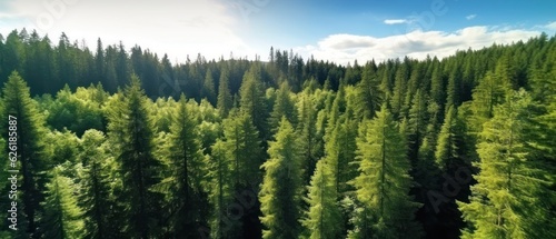 Aerial top view of green trees in forest. Pine forest of lush trees. Generative AI