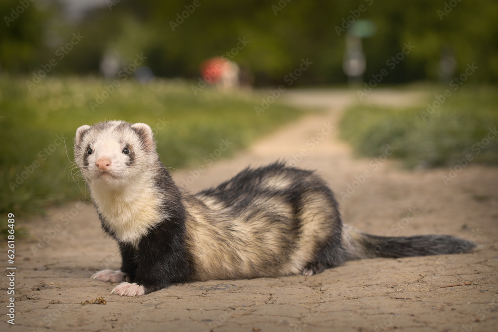 Color signs ferret on city park soil footpath posing for portrait Color signs ferret on city park soil footpath posing for portrait