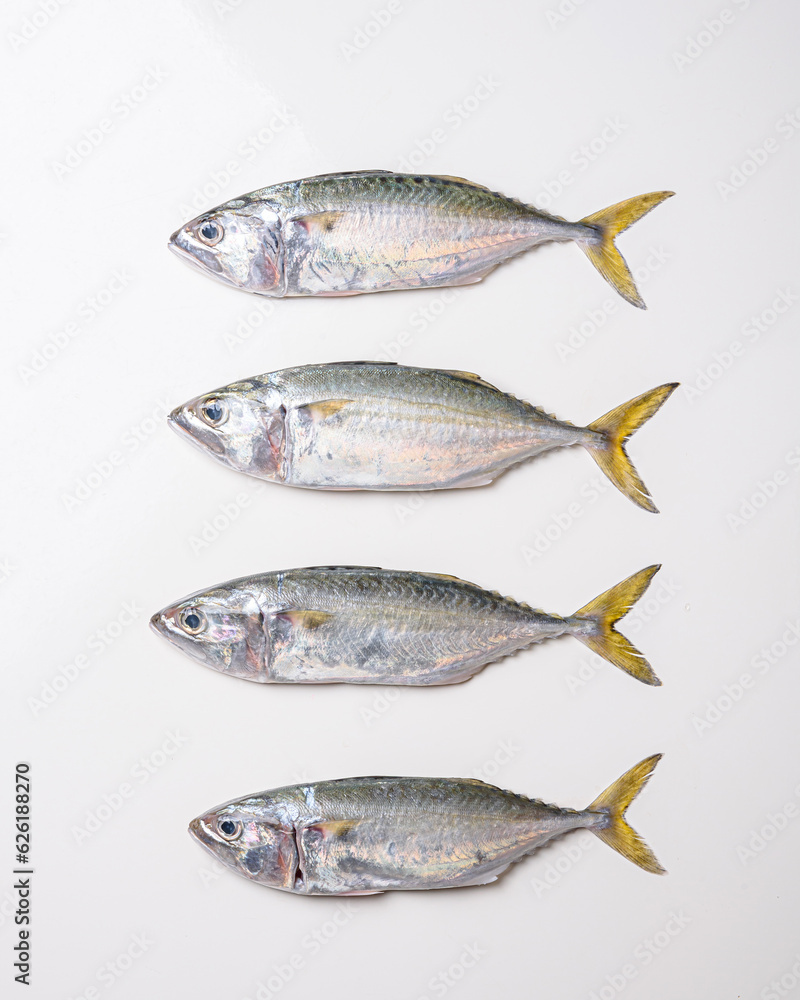 Fresh mackerel fishes on white background. Fresh mackerel fishes on white background.
