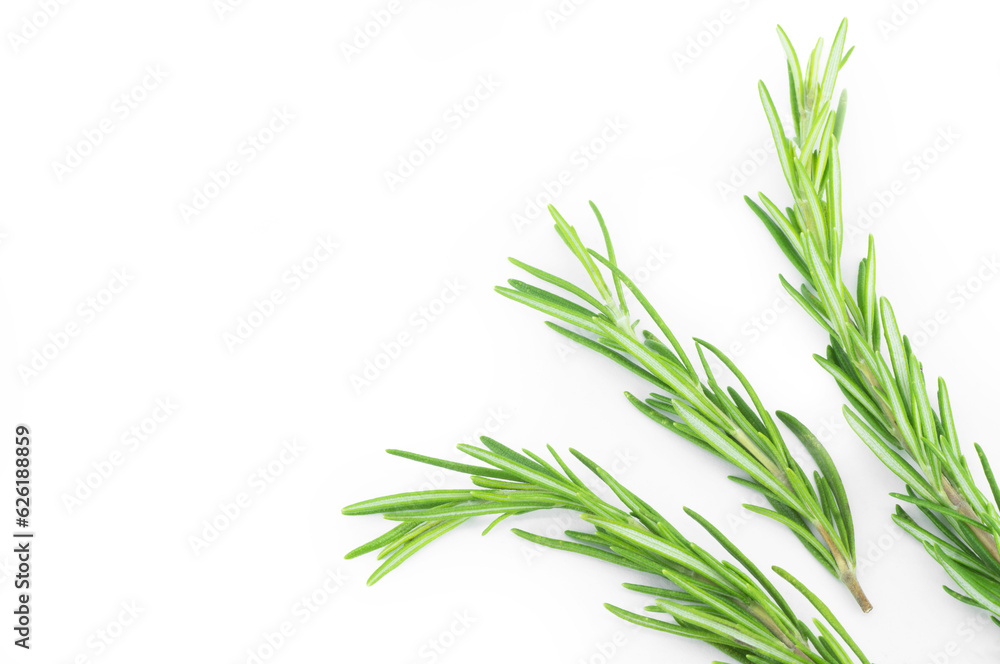 Rosemary twig isolated on white background, salvia rosmarinus Rosemary twig isolated on white background, salvia rosmarinus