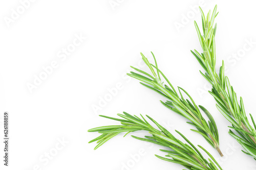 Rosemary twig isolated on white background, salvia rosmarinus