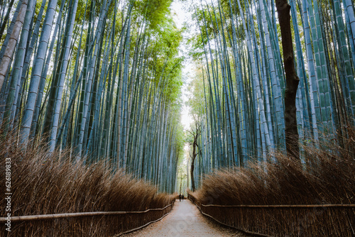 Arashiyama bamboo forest, Kyoto, Japan photo