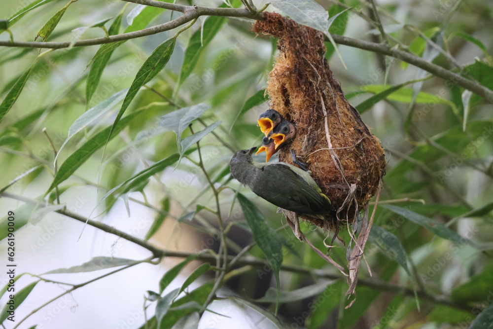 The orange-bellied flowerpecker (Dicaeum trigonostigma) is a species of bird in the family Dicaeidae. This photo was taken in Luzon island, Philippines(ssp.xanthopygium).