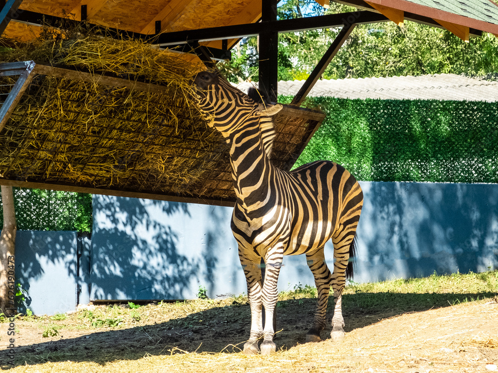 Naklejka premium Zebra in the zoo enclosure eats dry grass