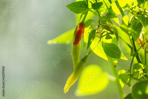 Small red hot pepper on the window in daylight healthy food