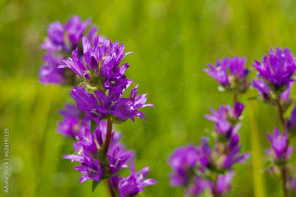 Wild purple flowers Wild purple flowers