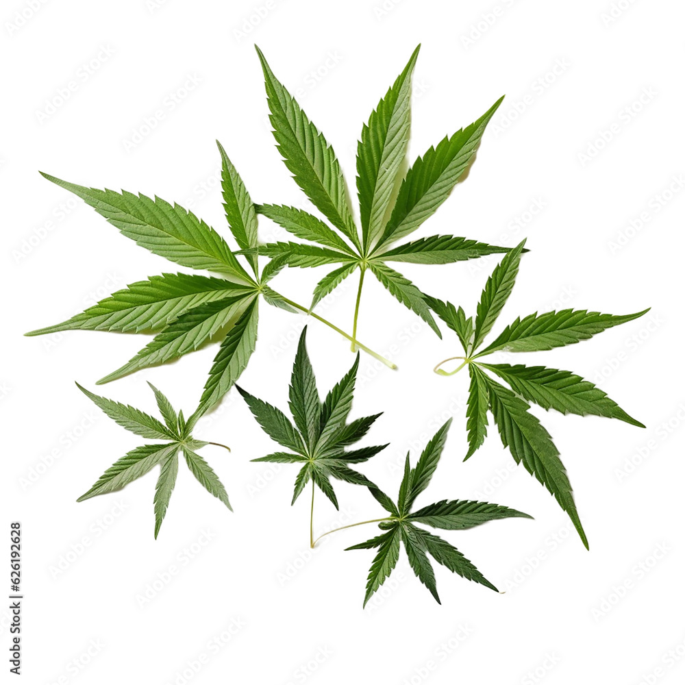 Male hemp or cannabis plant leaves with five leaflets and seven leaflets in one leaf isolated on transparent background