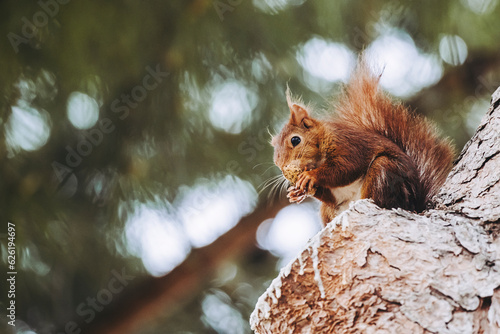 Adorable petit écureuil en train de manger dans un arbre © PicsArt