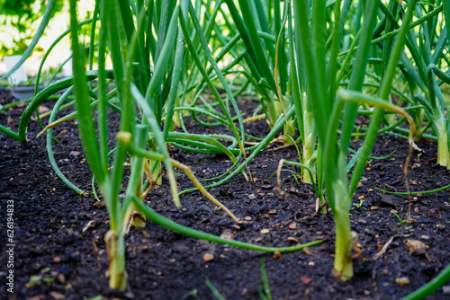 Close up of young onions growing in a allotment