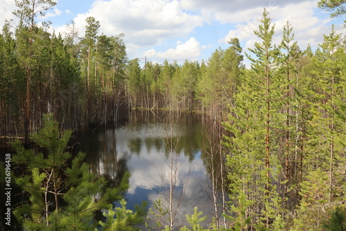 Coniferous trees, pines, deciduous trees, birches, green plants near the river in summer in Siberia, Russia