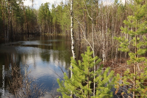 Coniferous trees, pines, deciduous trees, birches, green plants near the river in summer in Siberia, Russia