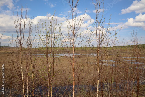 Trees with young leaves in spring near a swamp in the taiga, Siberia, Russia