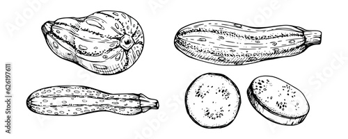 Hand drawn ink vector marrow zucchini gourd squash. Sketch illustration art for Thanksgiving, harvest, farming. Isolated object, outline. Design for restaurant menu print, cafe, website, invitation