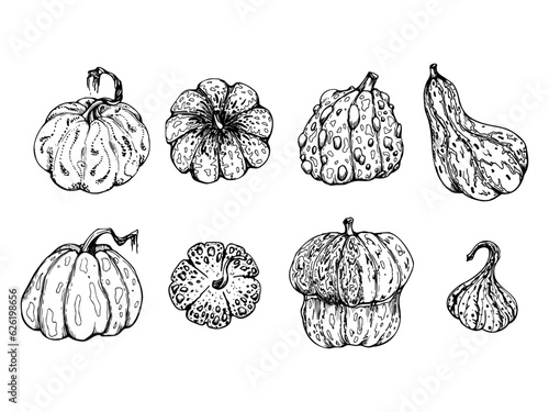 Hand drawn ink vector pumpkin gourd squash. Sketch illustration art for Thanksgiving, Halloween, harvest, farming. Isolated object, outline. Design for restaurant menu print, cafe, website, invitation