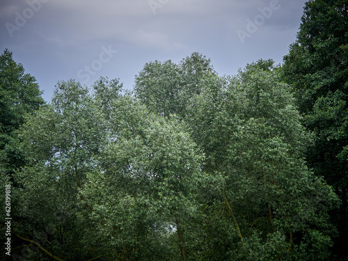 Dense green foliage. Summer texture of green foliage and trees