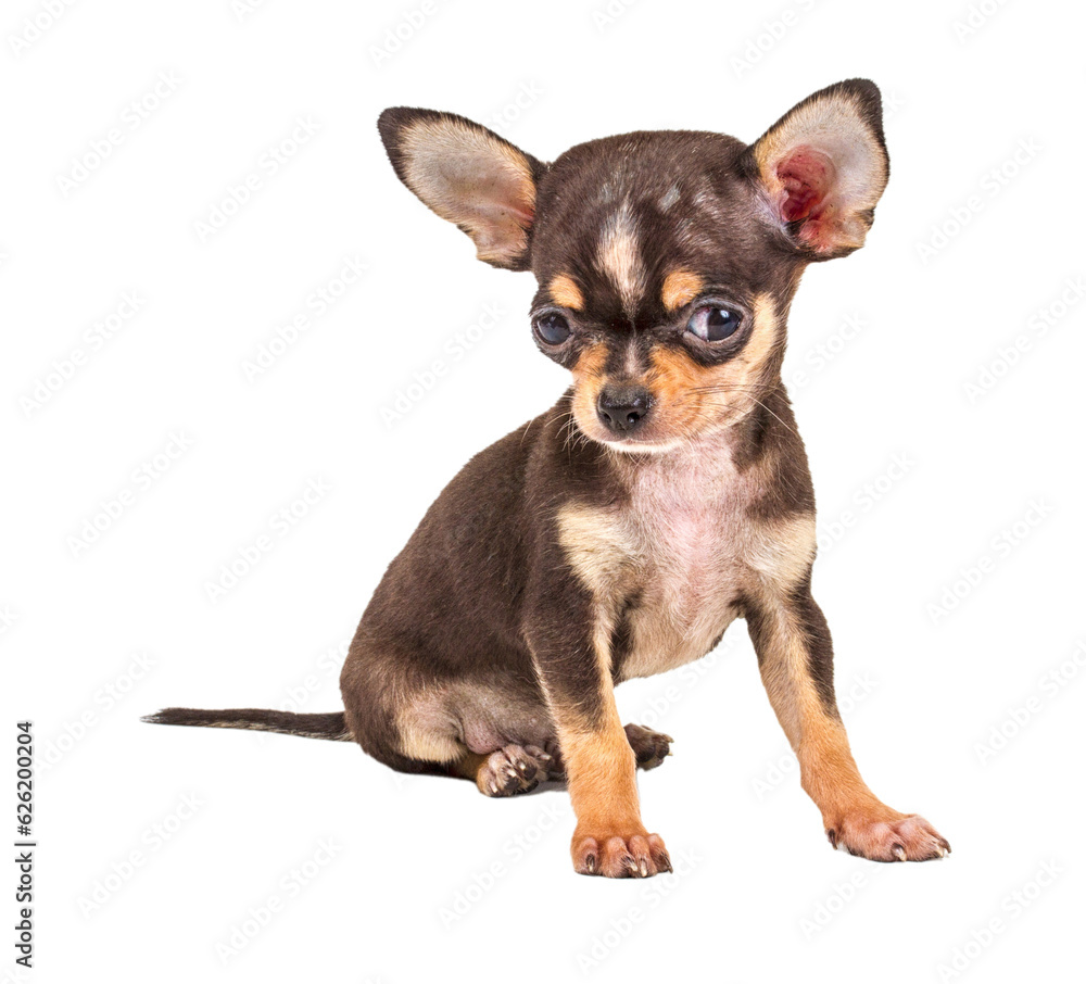 Funny puppy Chihuahua poses on a white background Funny puppy Chihuahua poses on a white background