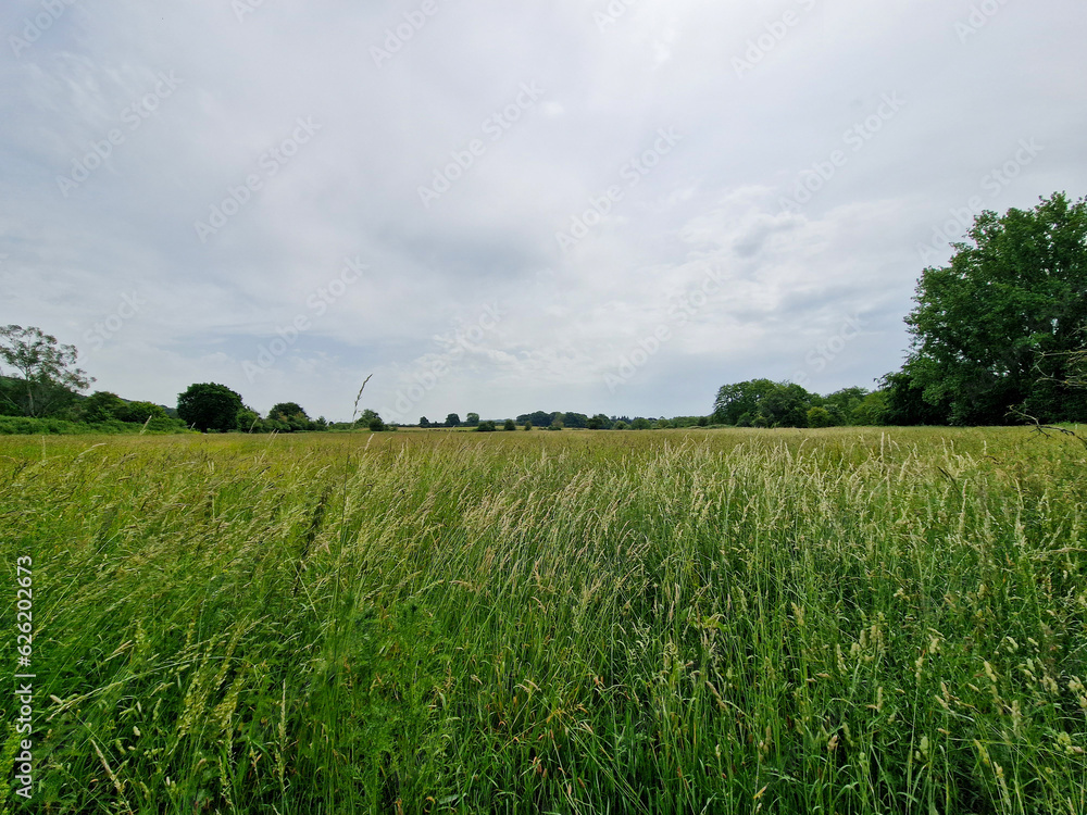 Looking over a tall grass meadow in the summer Looking over a tall grass meadow in the summer