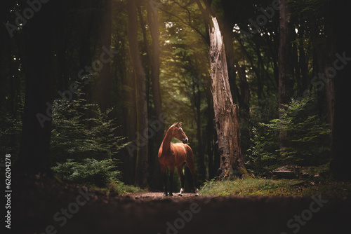 Brown horse in the forest with sunrays lighting her body
