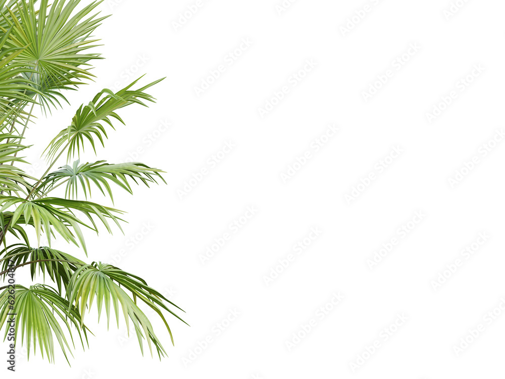 Green palm tree on transparent background, 3d render.