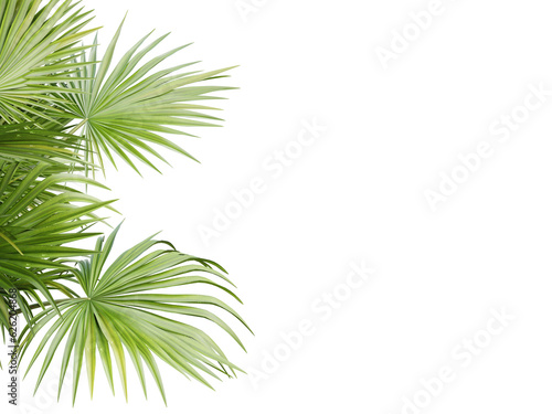 Green palm tree on transparent background  3d render.