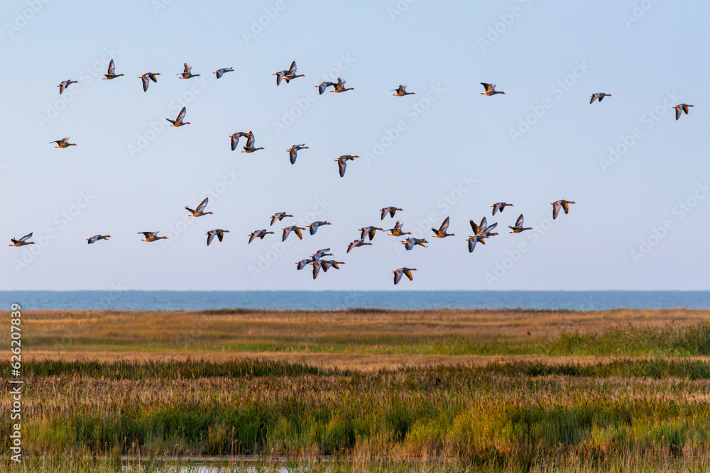 Fliegende Gänse, Graugänse am Pramort an der Ostsee. Fliegende Gänse, Graugänse am Pramort an der Ostsee.