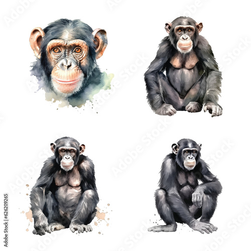 Chimpanzee watercolor paint collection