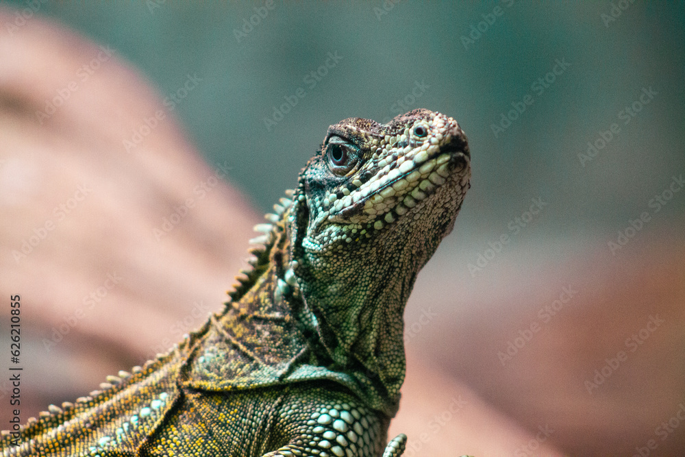 Fototapeta premium Close up of a green iguana on a rock in a zoo