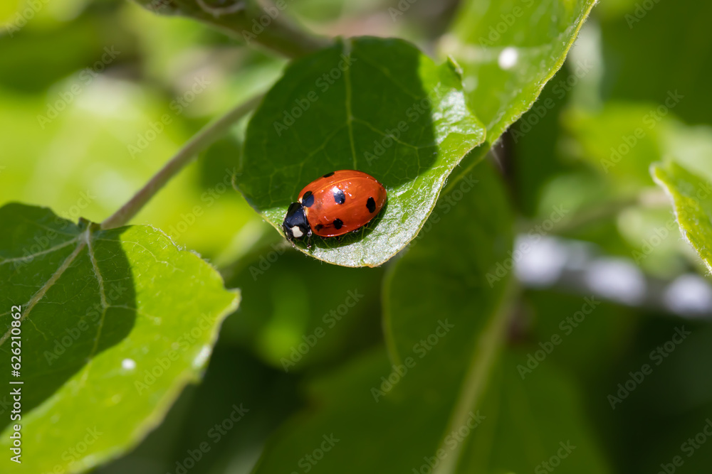 ladybug on a leaf