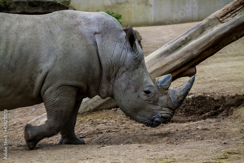 White rhinoceros in a zoo  closeup of photo