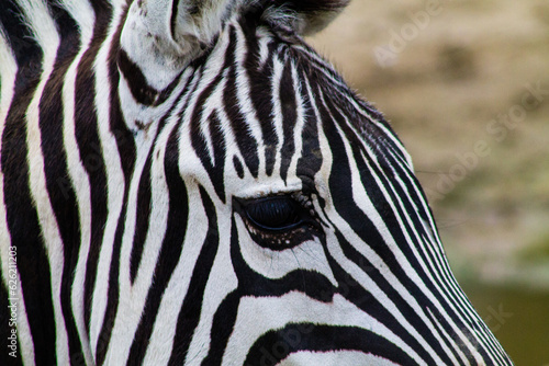 Zebra's eye close-up. Black and white stripes.