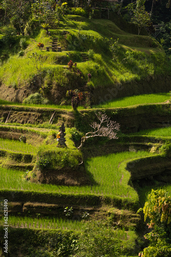 Landscape view of farmer working on rice terrace. Paddy fields farming, balinese agriculture