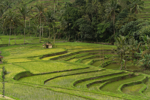 Beautiful landscape view of terraced rice field. Balinese agriculture land, rice cultivation and growing