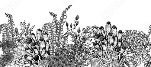 Seamless horizontal pattern seabed. Algae, corals, starfish, shells