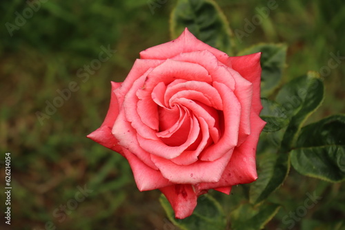 Beautiful,red rose, green plants in the garden in summer