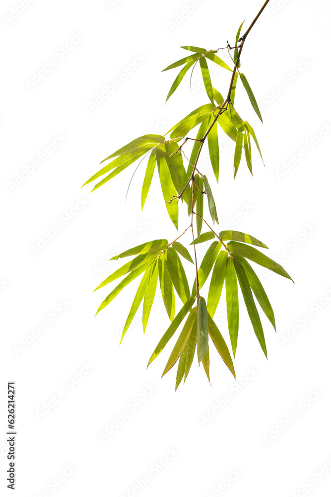 Fototapeta premium Bamboo leaves,Isolated on a white background,