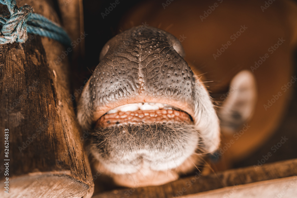 Close up shot of horse muzzle with teeth. Close up shot of cattle snout in farming barn Close up shot of horse muzzle with teeth. Close up shot of cattle snout in farming barn