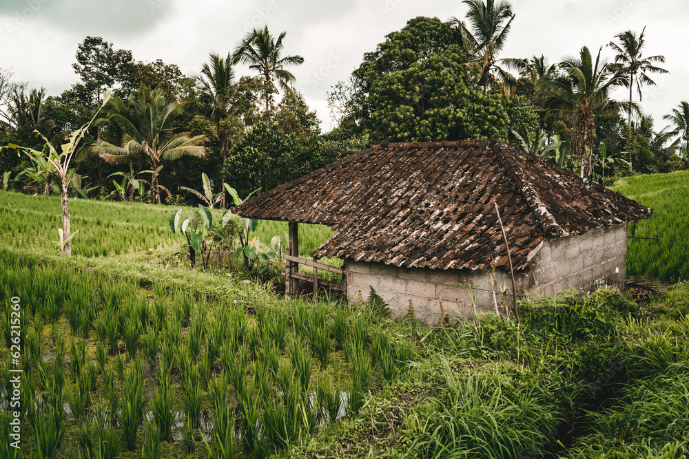 Close up shot of farm barn in rice field. Farming rice plantation, balinese paddy agriculture