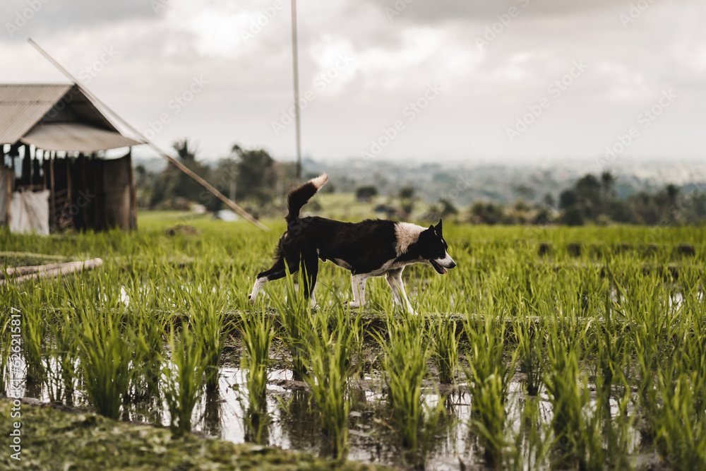 Close up shot of walking dog in paddy field with water. Rice plantation farming, balinese traditional agriculture Close up shot of walking dog in paddy field with water. Rice plantation farming, balinese traditional agriculture