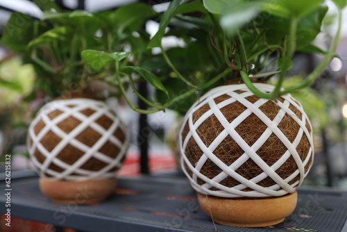 ball of substrate. A tropical plant is planted in the ball to hang from the ceiling down. decorative arrangement originating from Japanese culture. in a flower pot made of natural recyclable fibers photo