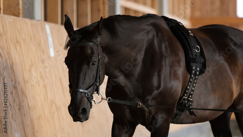 Hannoveraner Wallach bei der Arbeit an der Longe in der Reithalle, schwarzes Pferd mit Longiergurt  photo