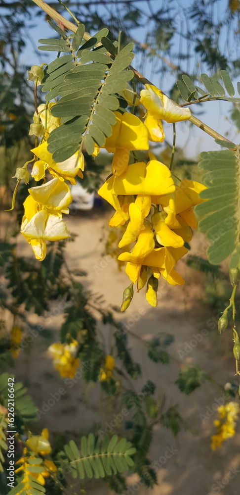 Obraz premium Yellow flowers 