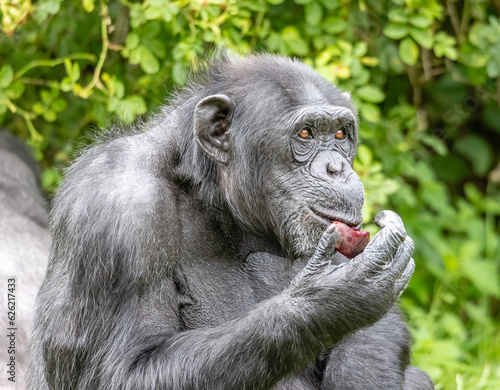 Chimp Eating Fruit