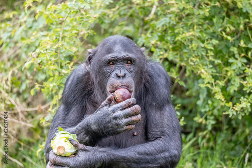 Chimp feeding time