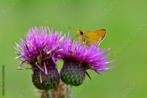 夏の高原で見られるオレンジ色のかわいいチョウ、絶滅危惧種のアカセセリ © trogon
