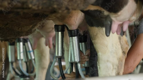 Close up of the milking machine's teat cups connecting to a cow's teats to get milk from a cow at a dairy farm in Chiang Mai, Thailand