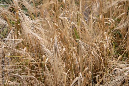 ripe grain field